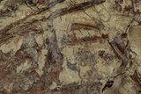 Pennsylvanian Fossil Flora Plate - West Virginia #232206-1